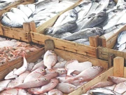 پاکستان کی فشریز انڈسٹری کی برآمدات میں اضافہ