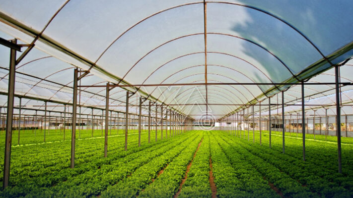 پنجاب حکومت نے کاشتکاروں کو خوشخبری سنادی