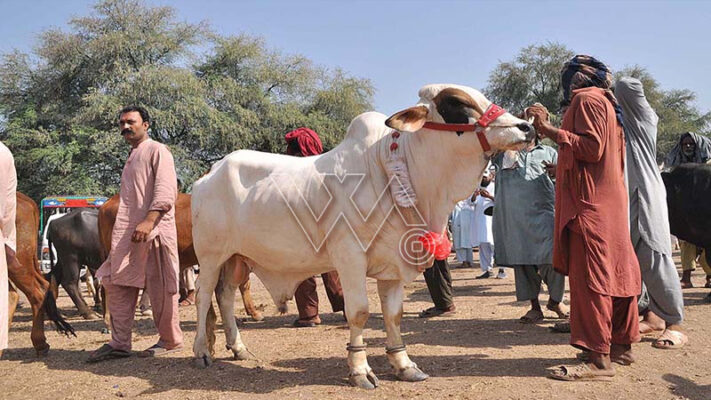 پنجاب حکومت نے عیدالاضحیٰ پر تین چھٹیوں کا اعلان کردیا