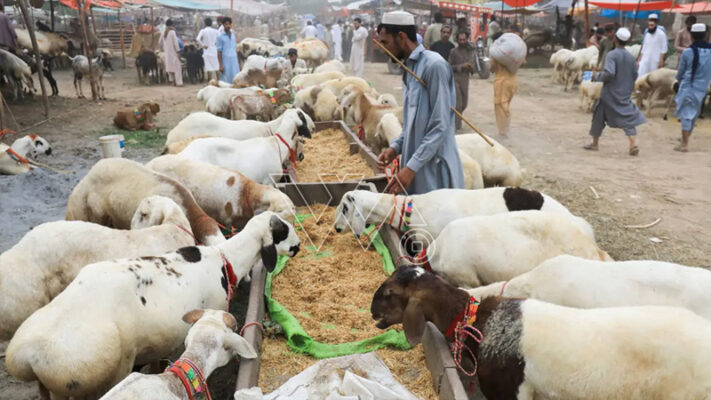 کراچی بکرے چوری گلستان جوہر